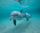 Δελφίνι με νέα, μπάνιο στη θάλασσα